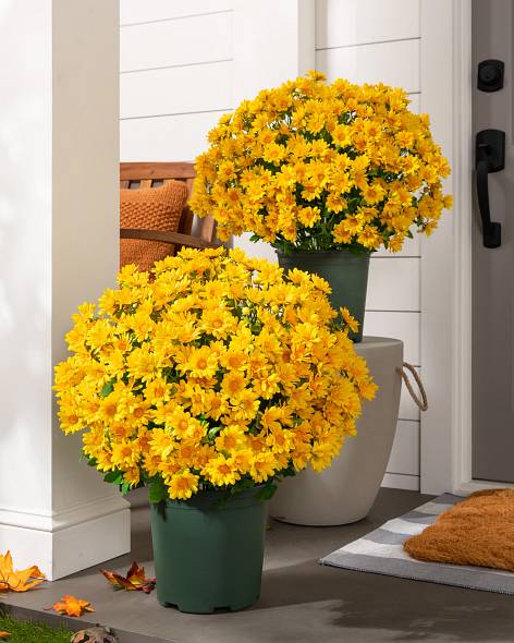 Outdoor Sunset Mums Foliage