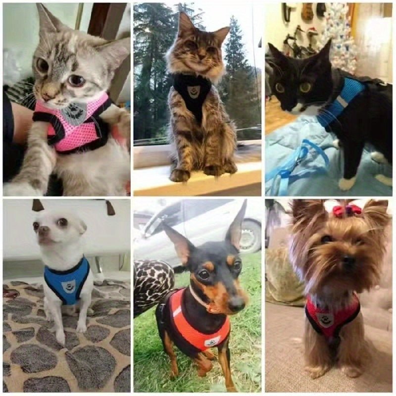 Harness with leash for small and medium-sized dogs.
