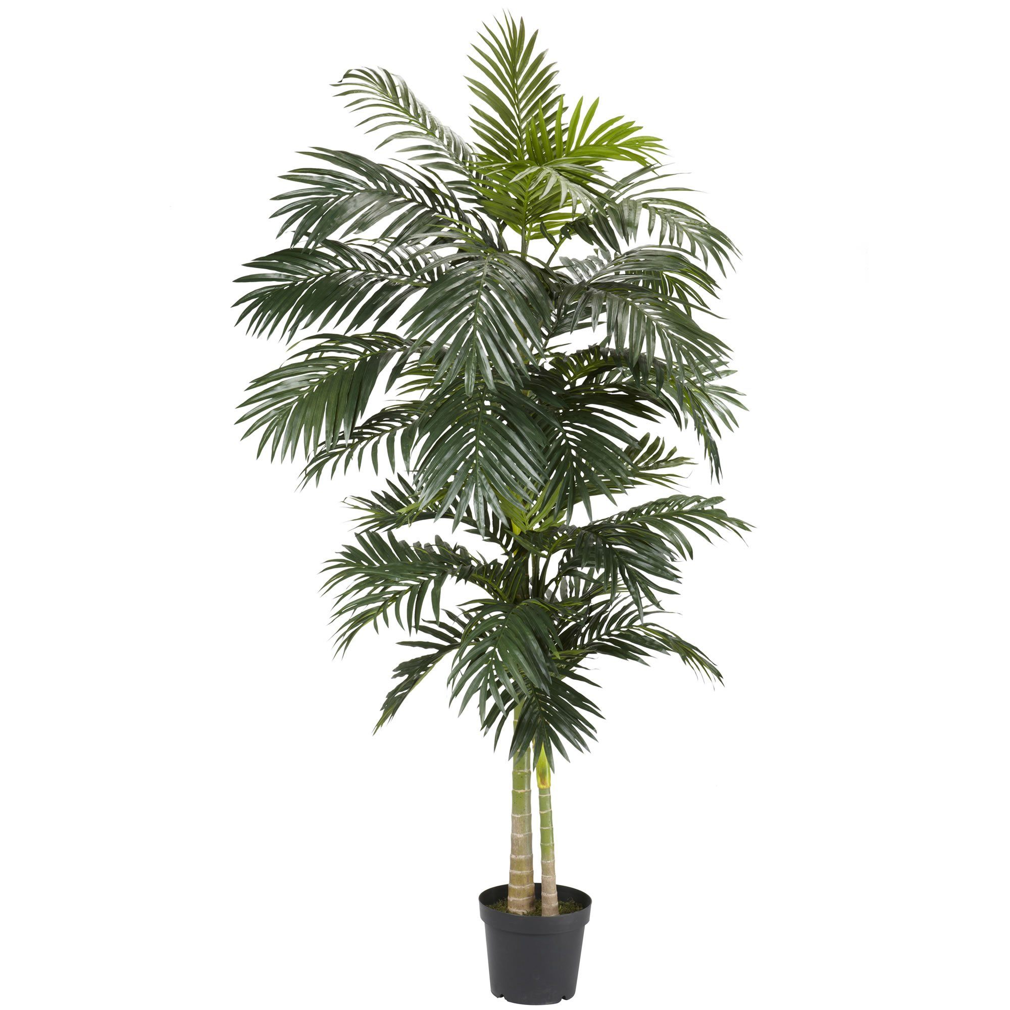 8' Golden Cane Palm Silk Tree