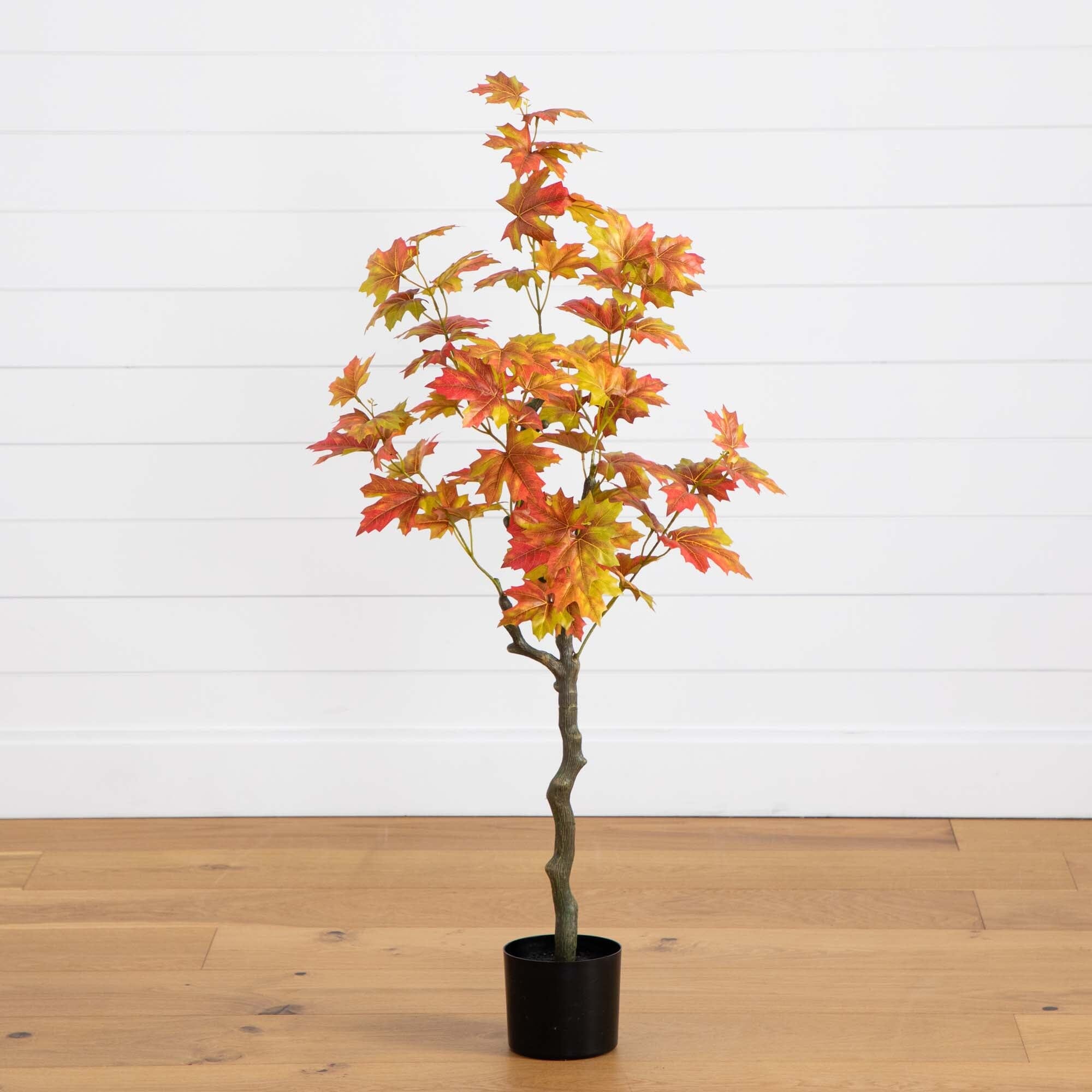 Orange-Red Maple Accent with Curved Trunk