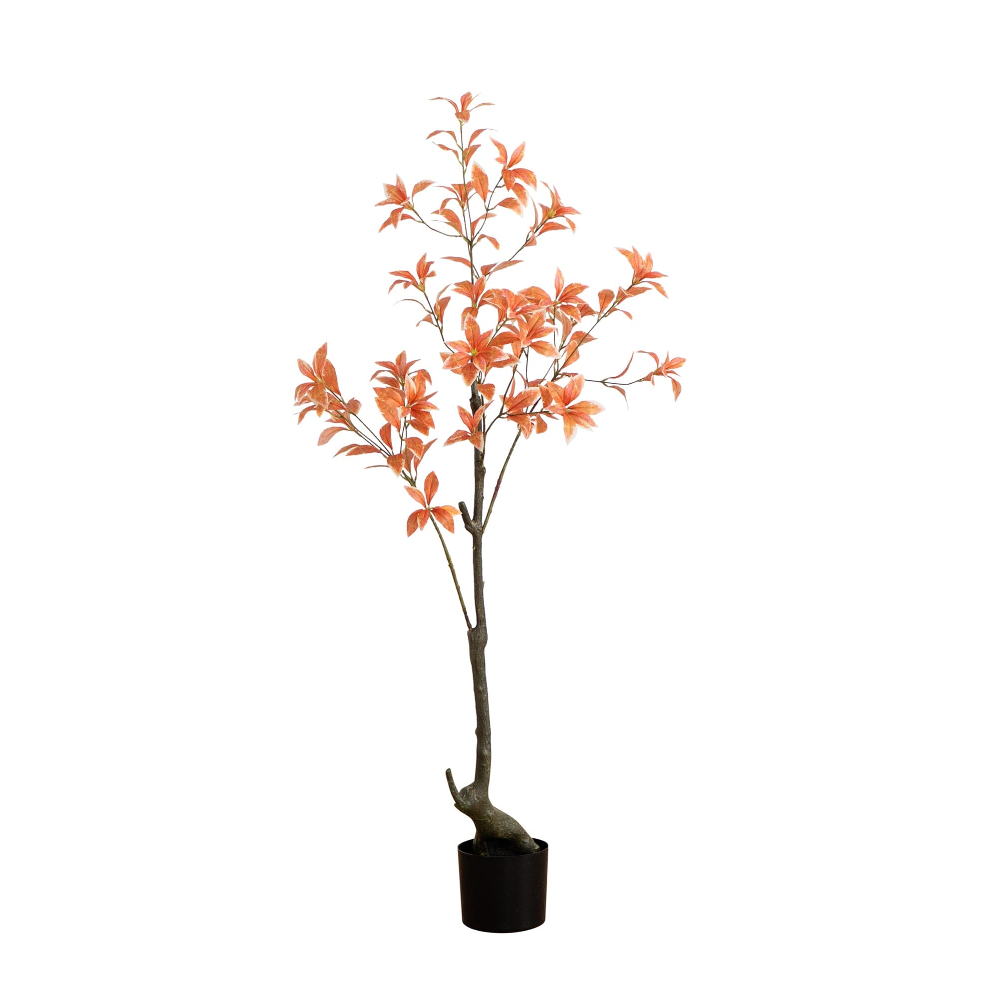 Fine-Branch Orange Pieris Accent