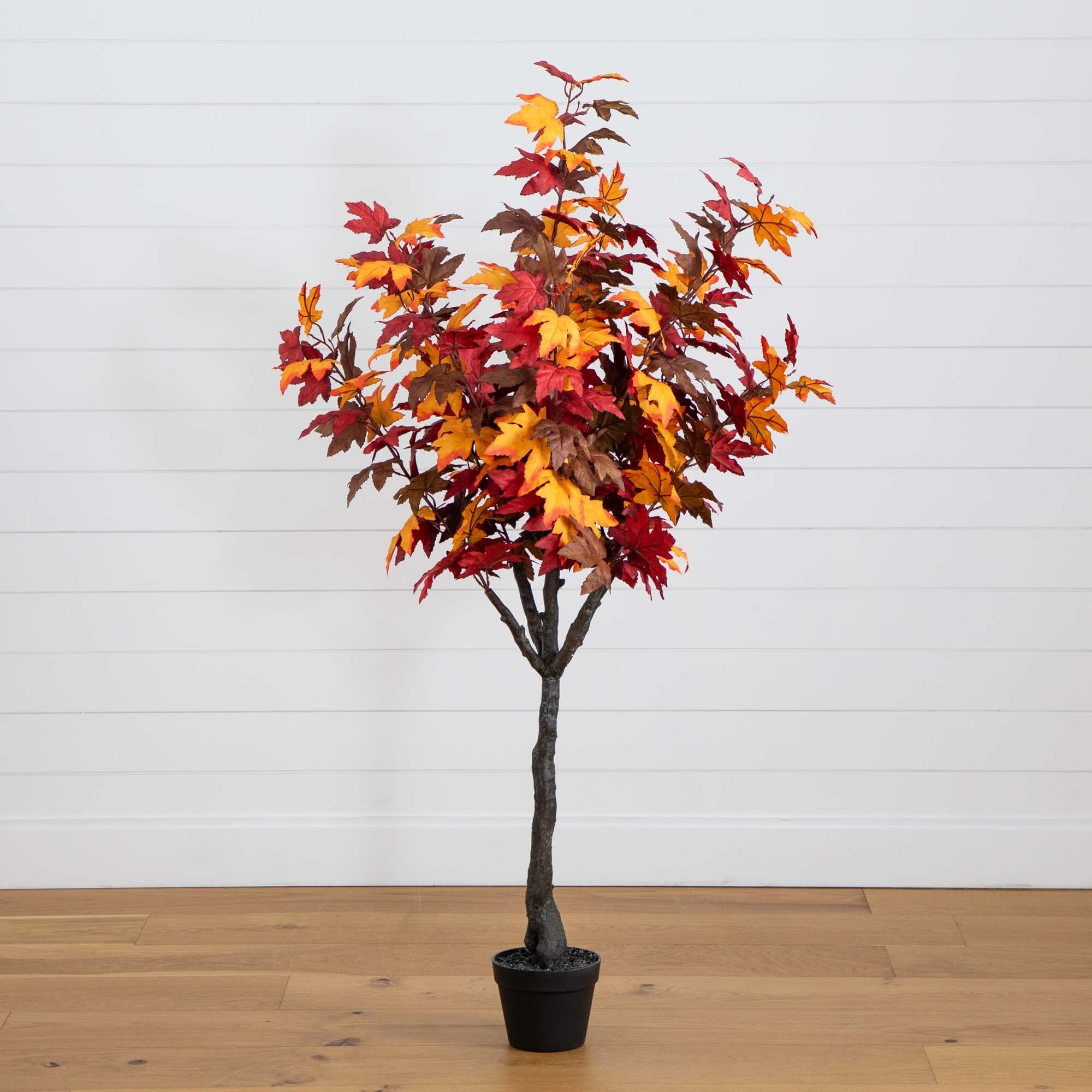 Full-Crown Maple in Autumn Colors