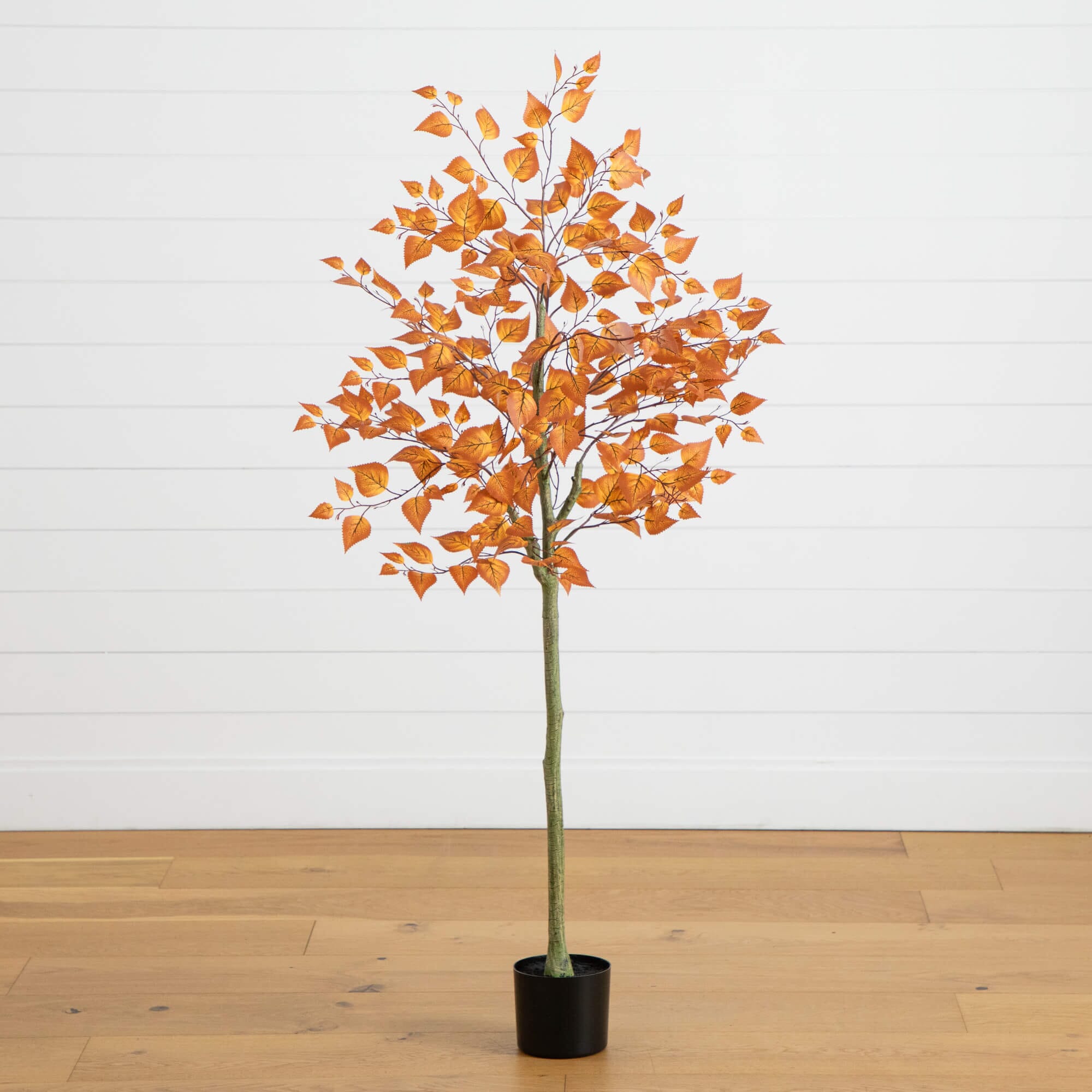 Autumn Birch with a Curved Silhouette