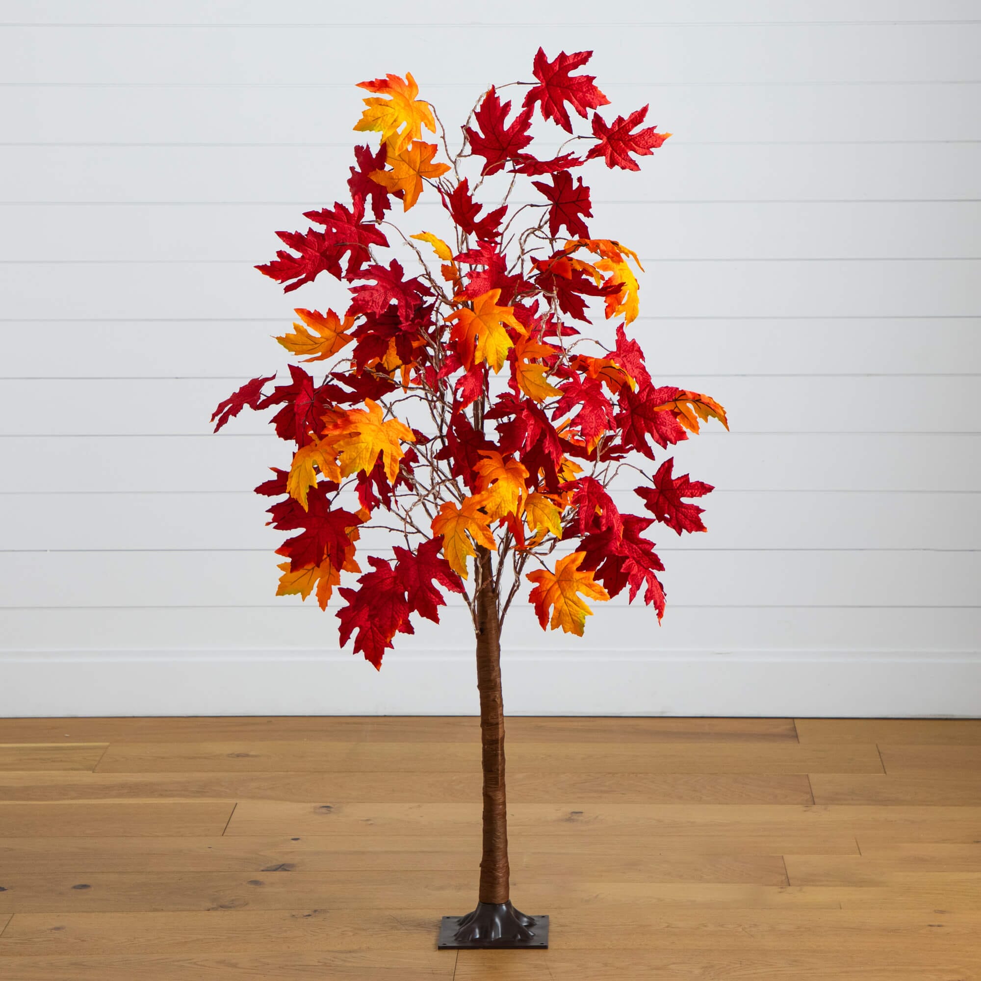 Lighted Maple with a Spreading Crown