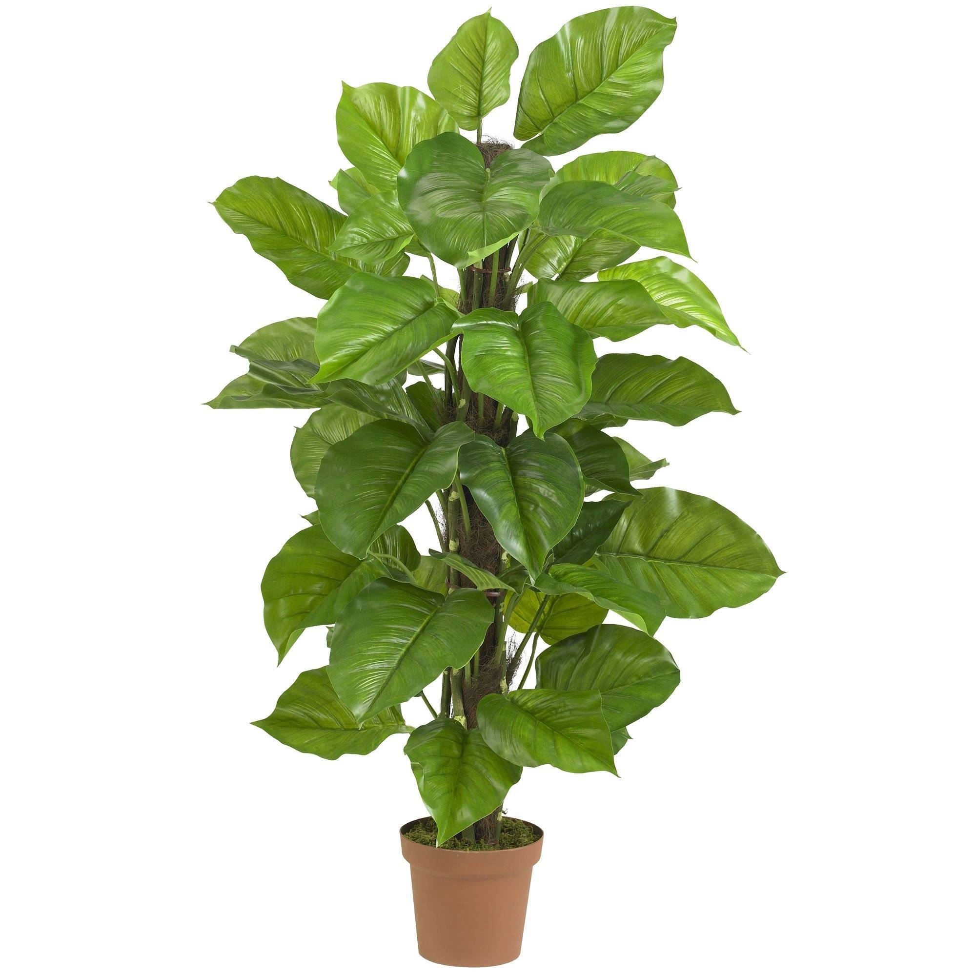 Upright Philodendron Floor Display