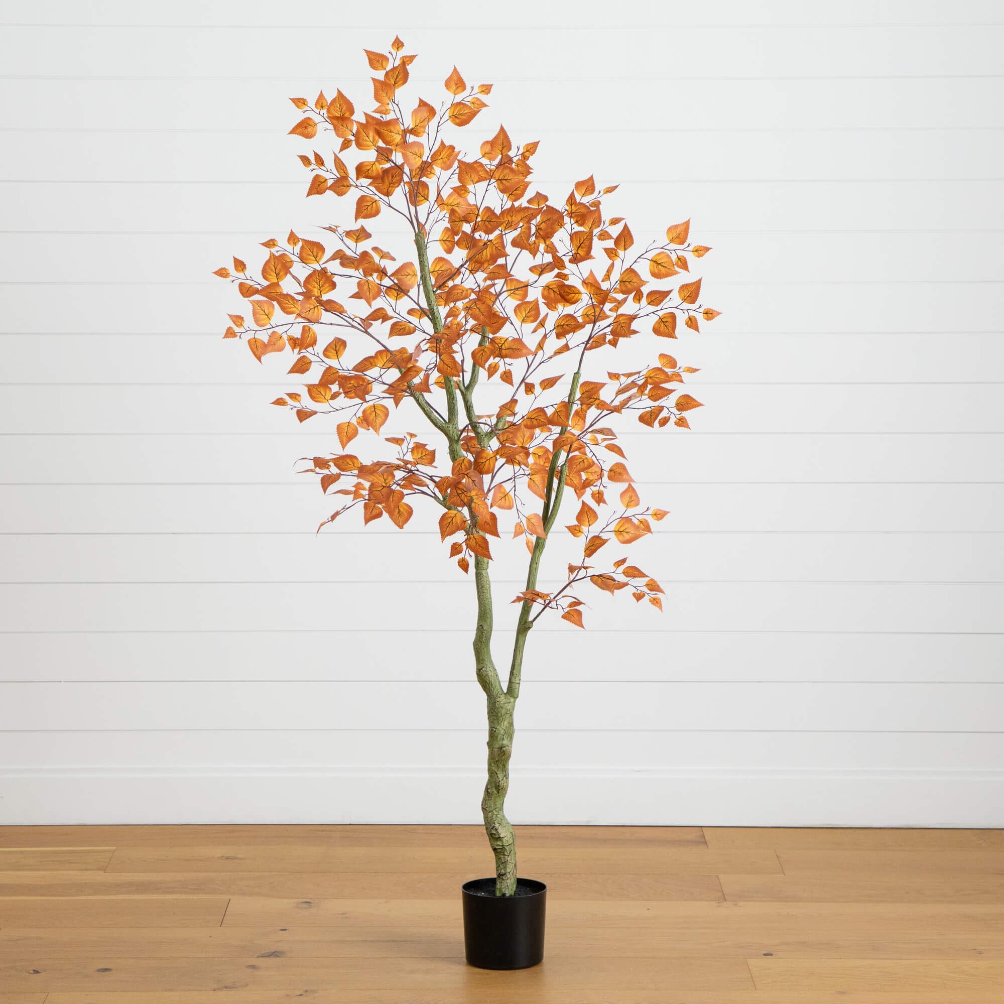 Curved-Trunk Birch with Autumn Leaves