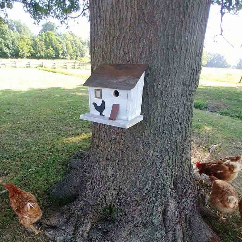 Cumberland Chicken Coop Birdhouse