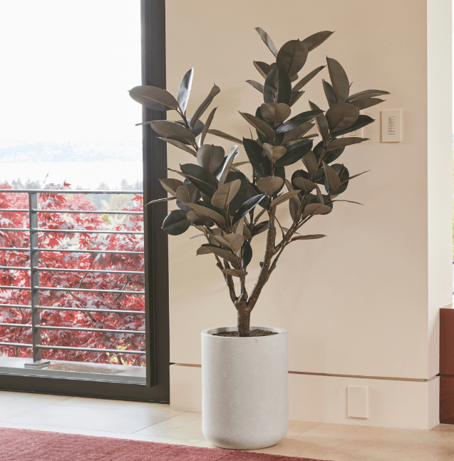 ravinest 5' Rubber Ficus Tree in Modern Planter