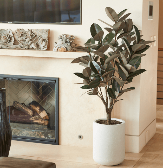 ravinest 5' Rubber Ficus Tree in Modern Planter