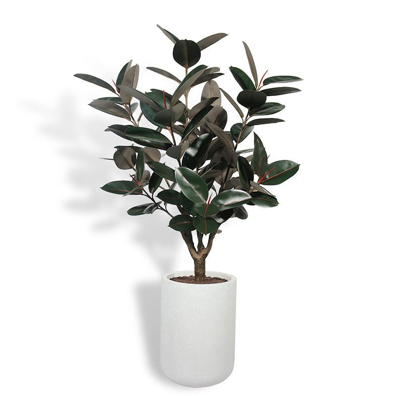 ravinest 5' Rubber Ficus Tree in Modern Planter