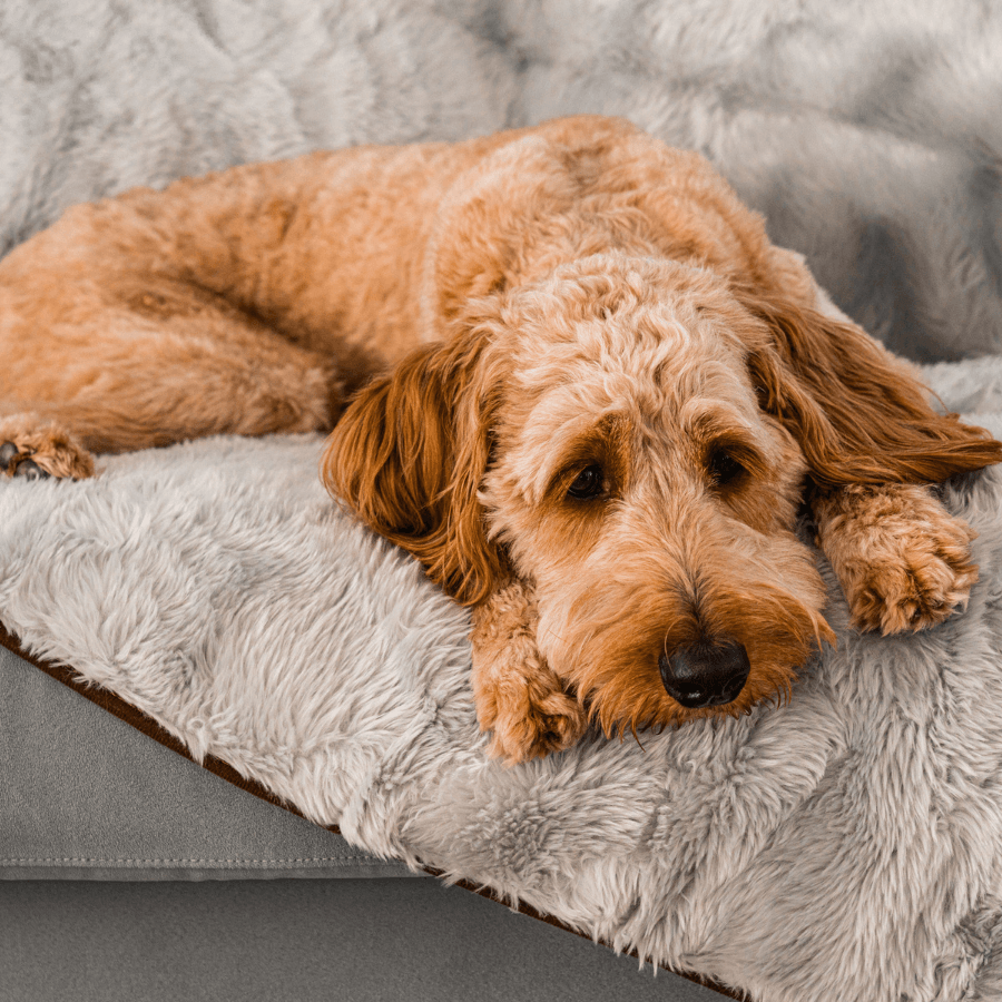 amoraspot Summer Short Fur Waterproof Throw Blanket - Grey