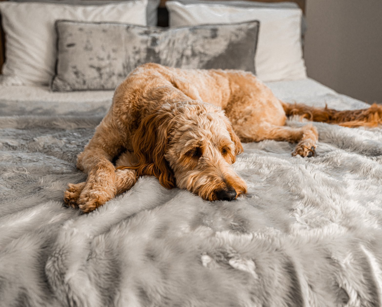 amoraspot Summer Short Fur Waterproof Throw Blanket - Grey