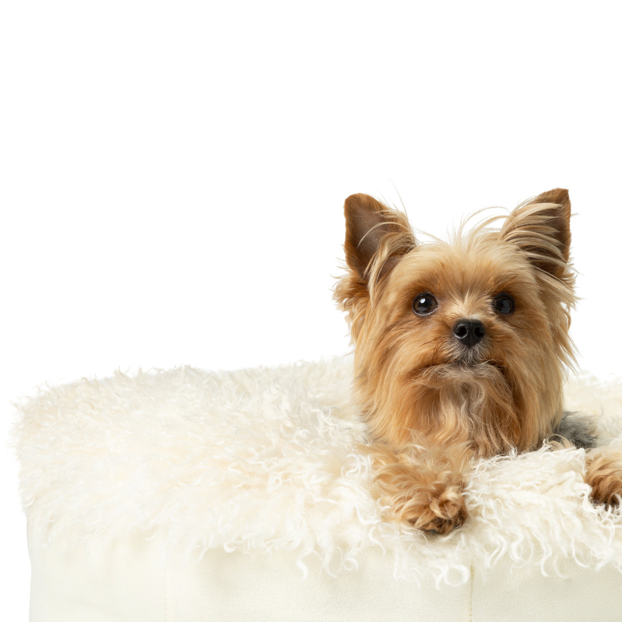 amoraspot Luxe Faux Fur Donut Dog Bed - Plush Sheep Ivory