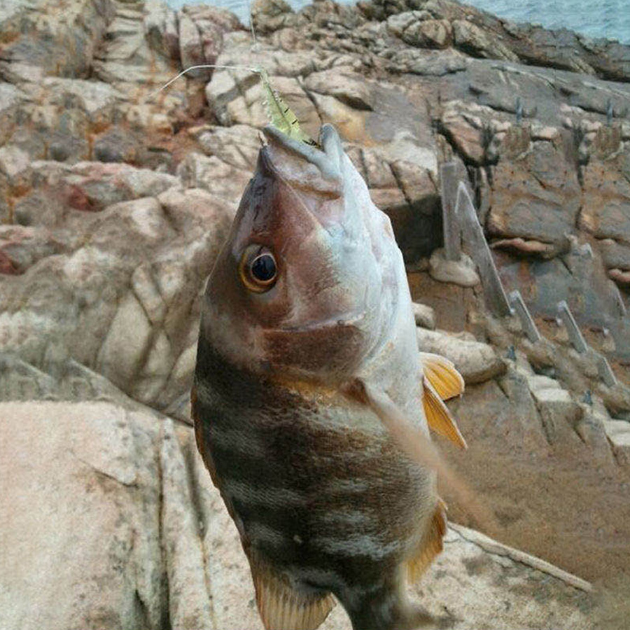 FREE FISHER 20pcs Fishing Soft Lures 5cm 1.5g Prawn with Sharp Hook Shrimp Fishy Smell Wobblers Artificial Baits for Carp Fishing