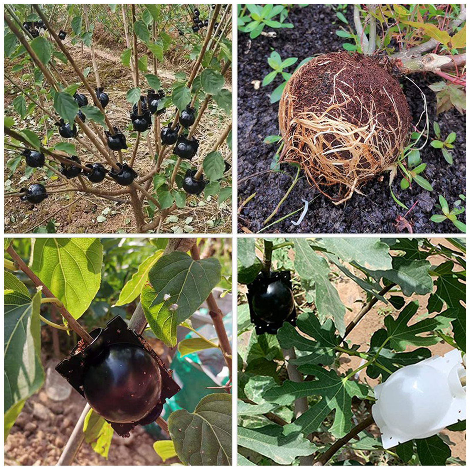 Plant Rooting Ball Black Plant Root Device Growing Box Assisted Cutting High-Pressure Propagation Ball, Reusable Grafting Controller Air-Layering for Plants Asexual Reproduction