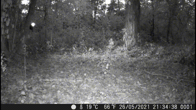 Coolife trail camera Trigger speed