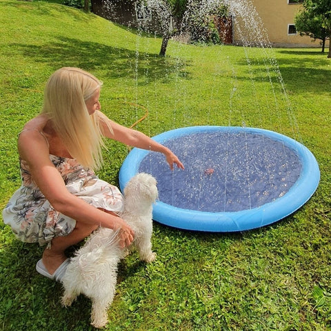Bolognese playing with dog sprinkler pad Splashy