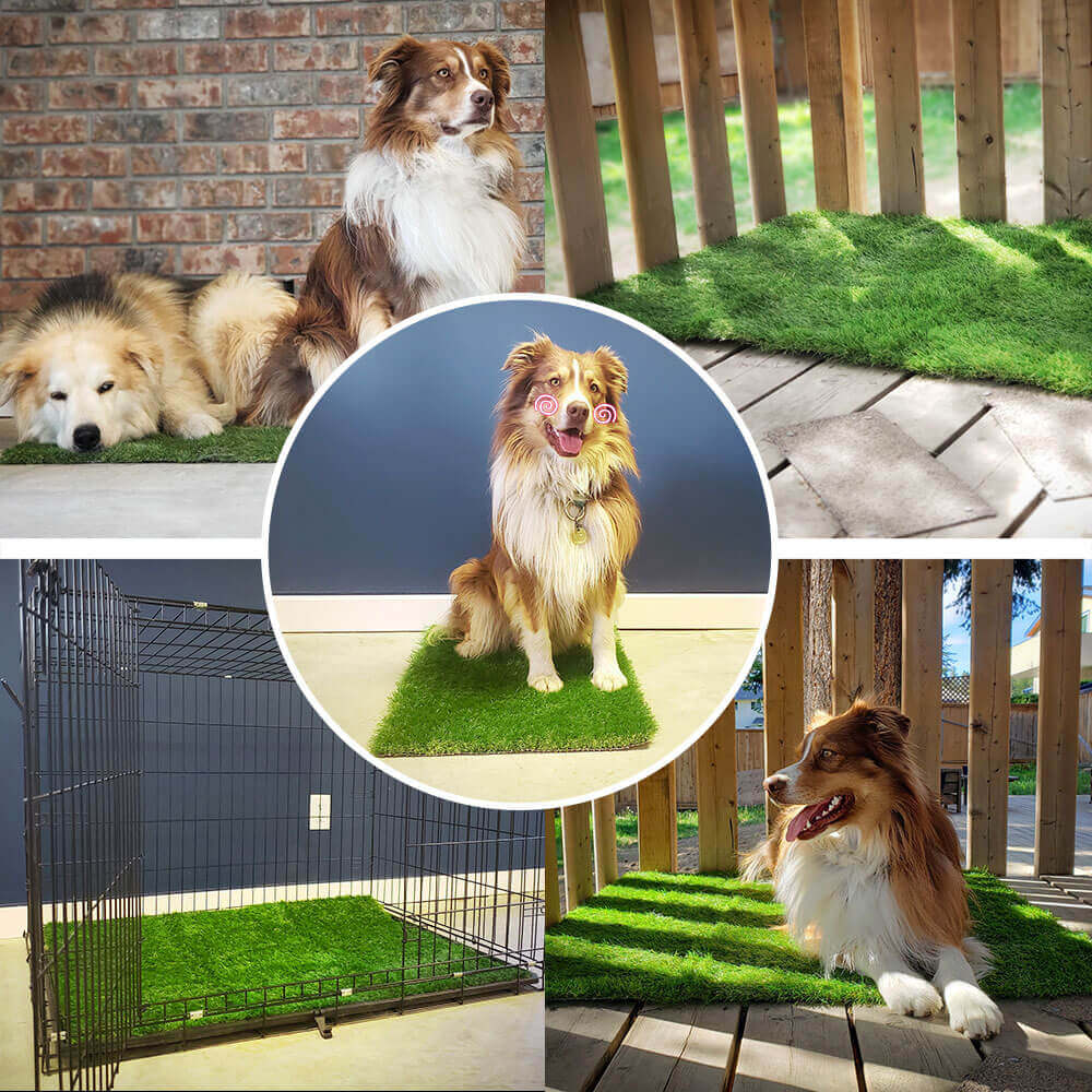 DOG LAWN