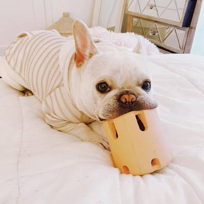 🐶Tennis Tumble Puzzle Toy - Buy 2 Free Shipping