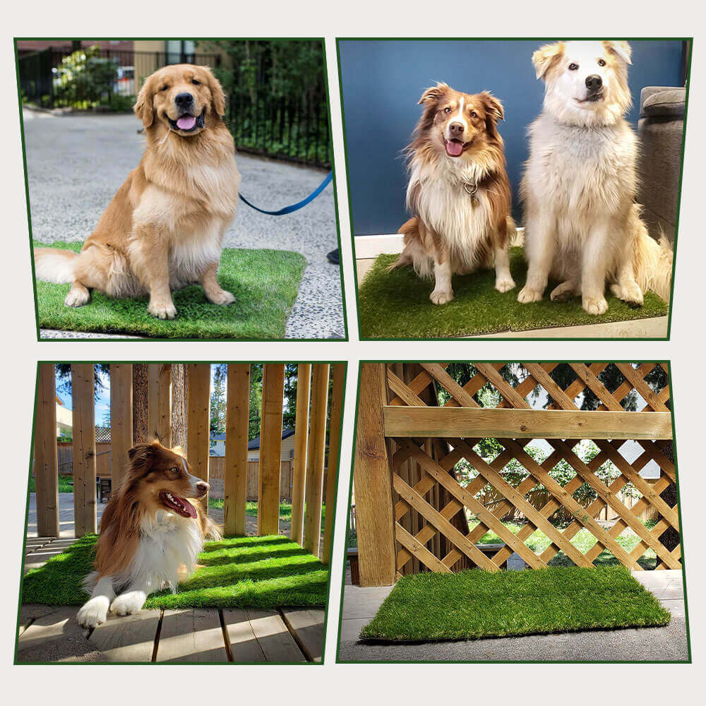 DOG LAWN