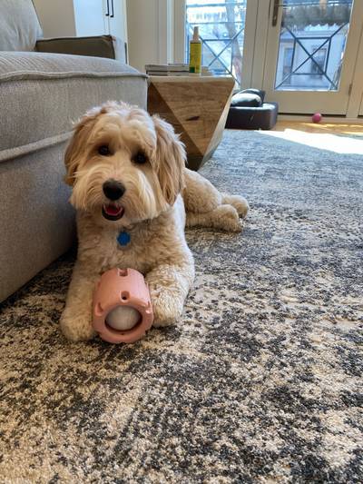 🐶Tennis Tumble Puzzle Toy - Buy 2 Free Shipping