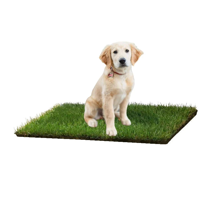 DOG LAWN