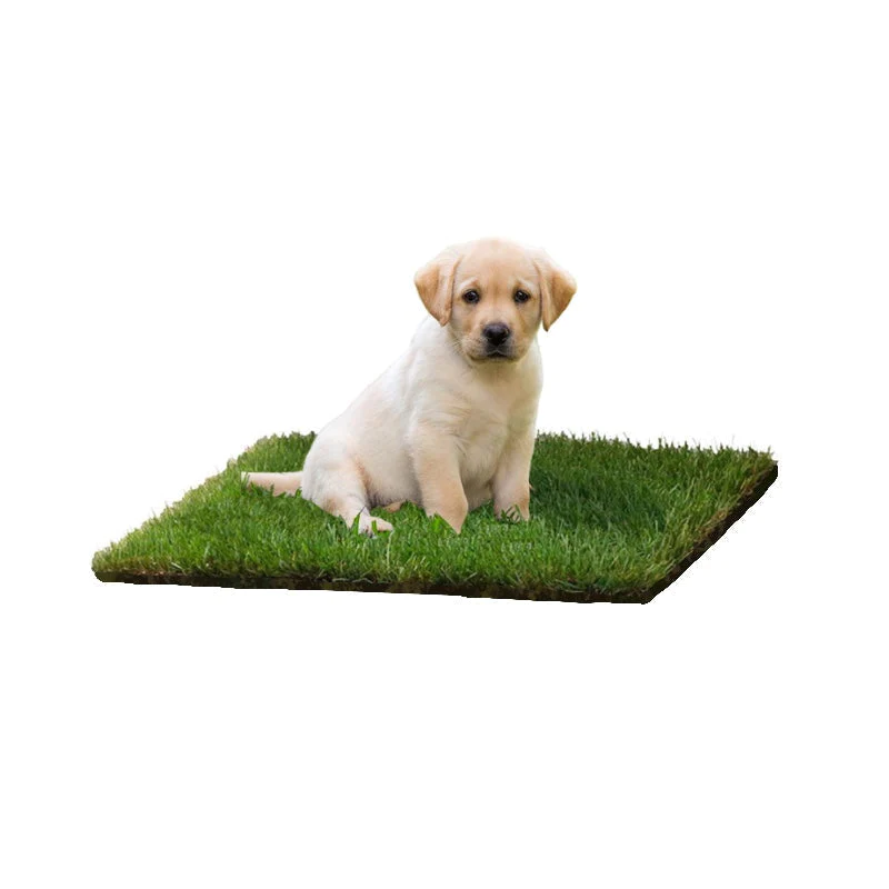 DOG LAWN