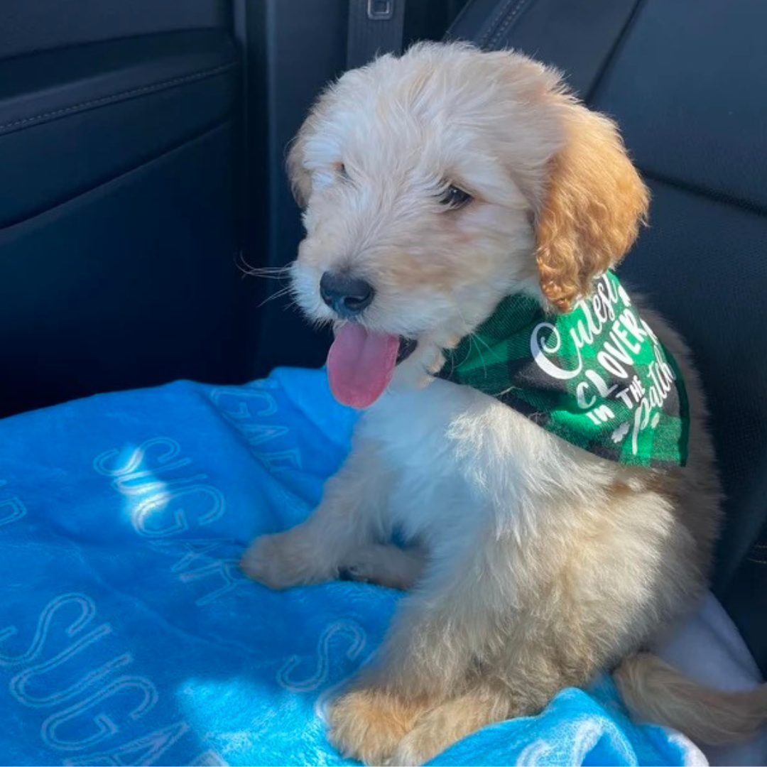 Personalized Lovely Pet Blanket for Comfort & Unique | BKPet13