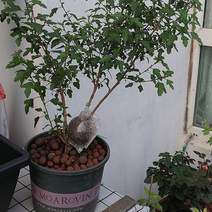 Reusable Air Layering Propagation Balls-xinru
