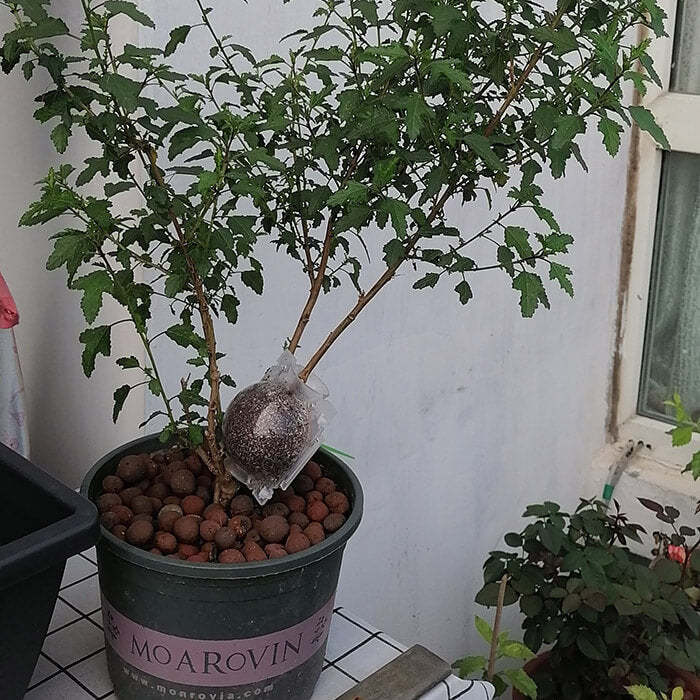 Reusable Air Layering Propagation Balls-xinru