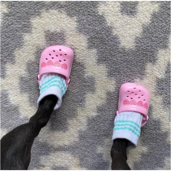 Rubber Dog Crocs-xinru shop