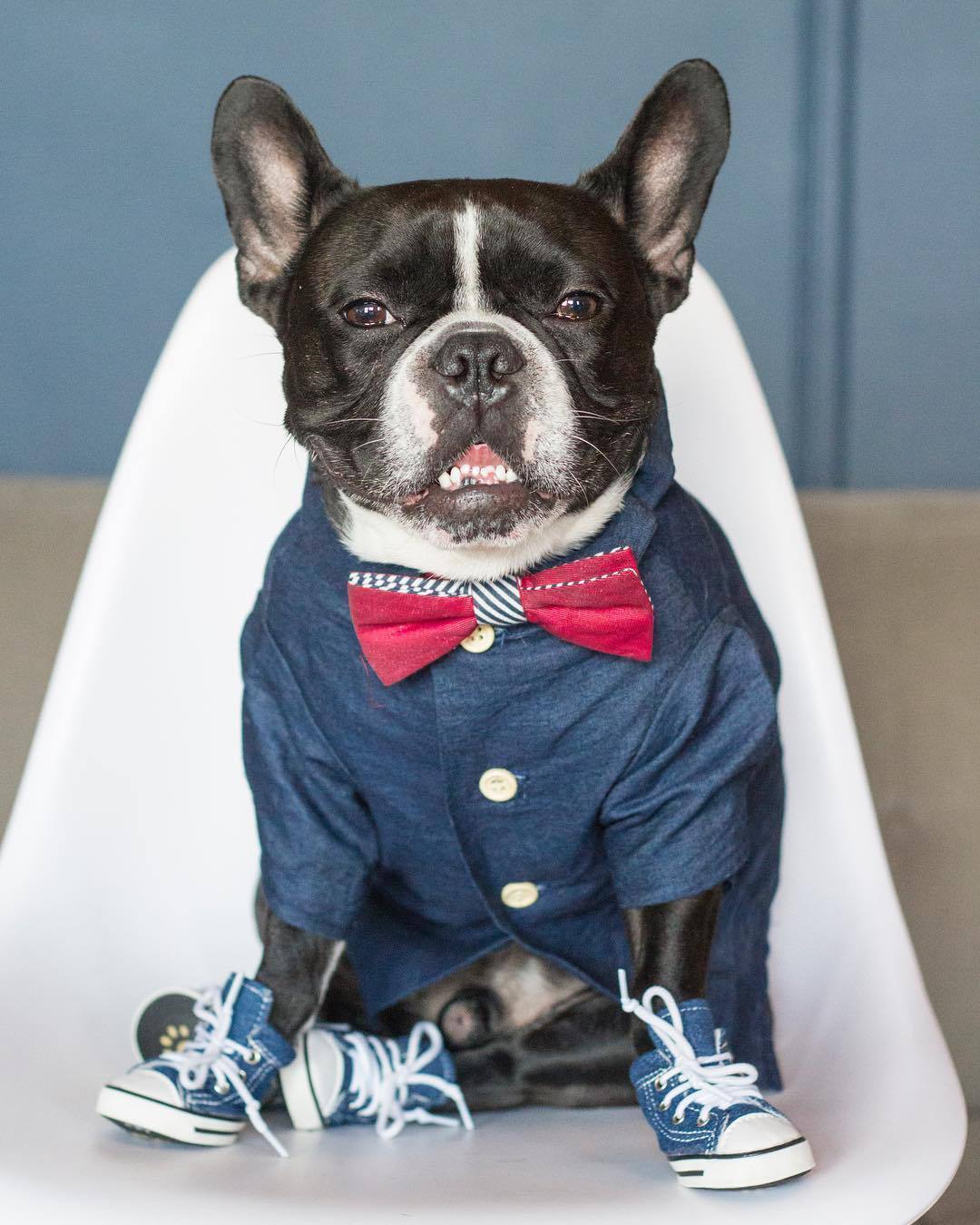 Hawaiian Shirt for Dog | Dog Summer Clothes-xinru