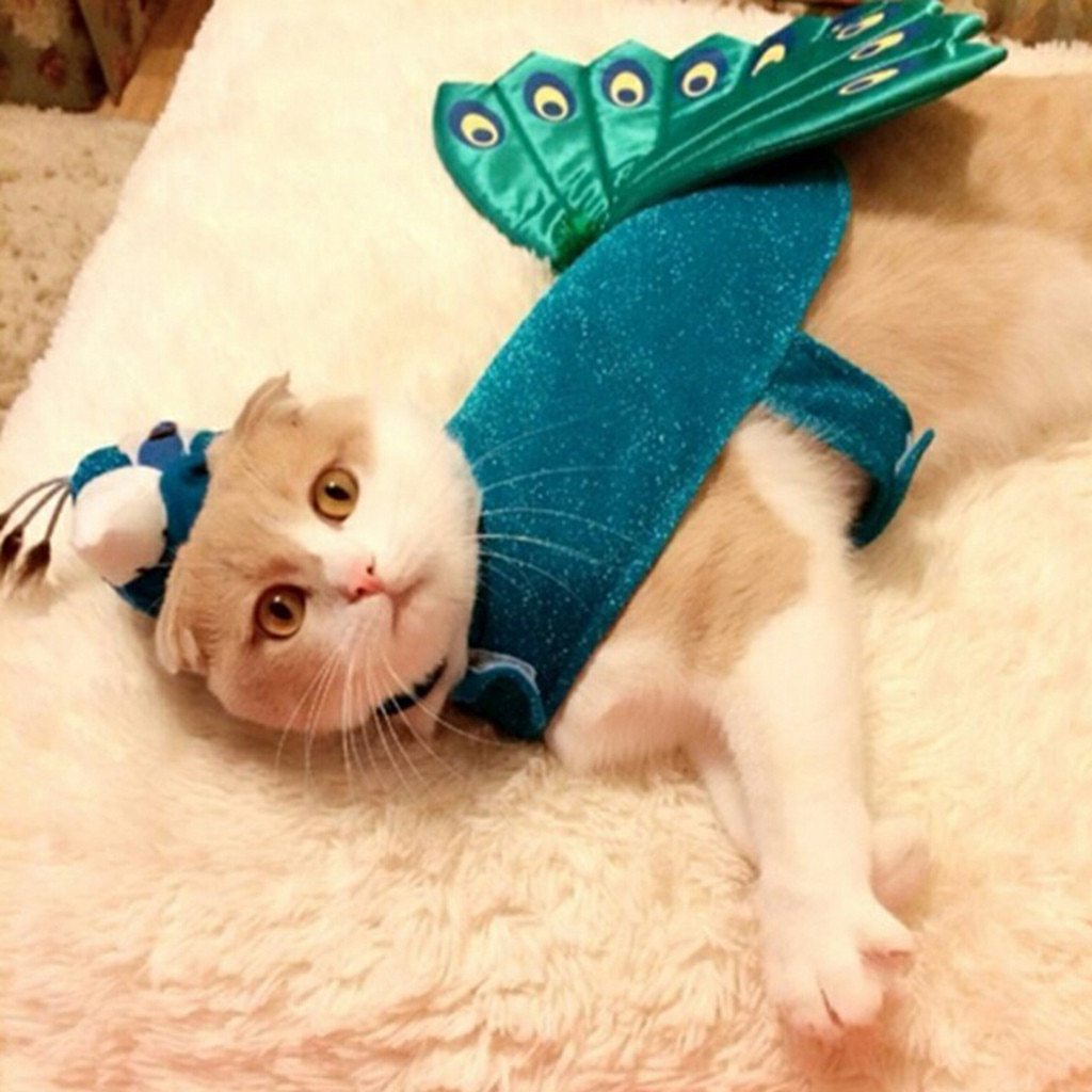 Animal Planet Peacock Dog Costume | Best Small Dog Costume-xinru