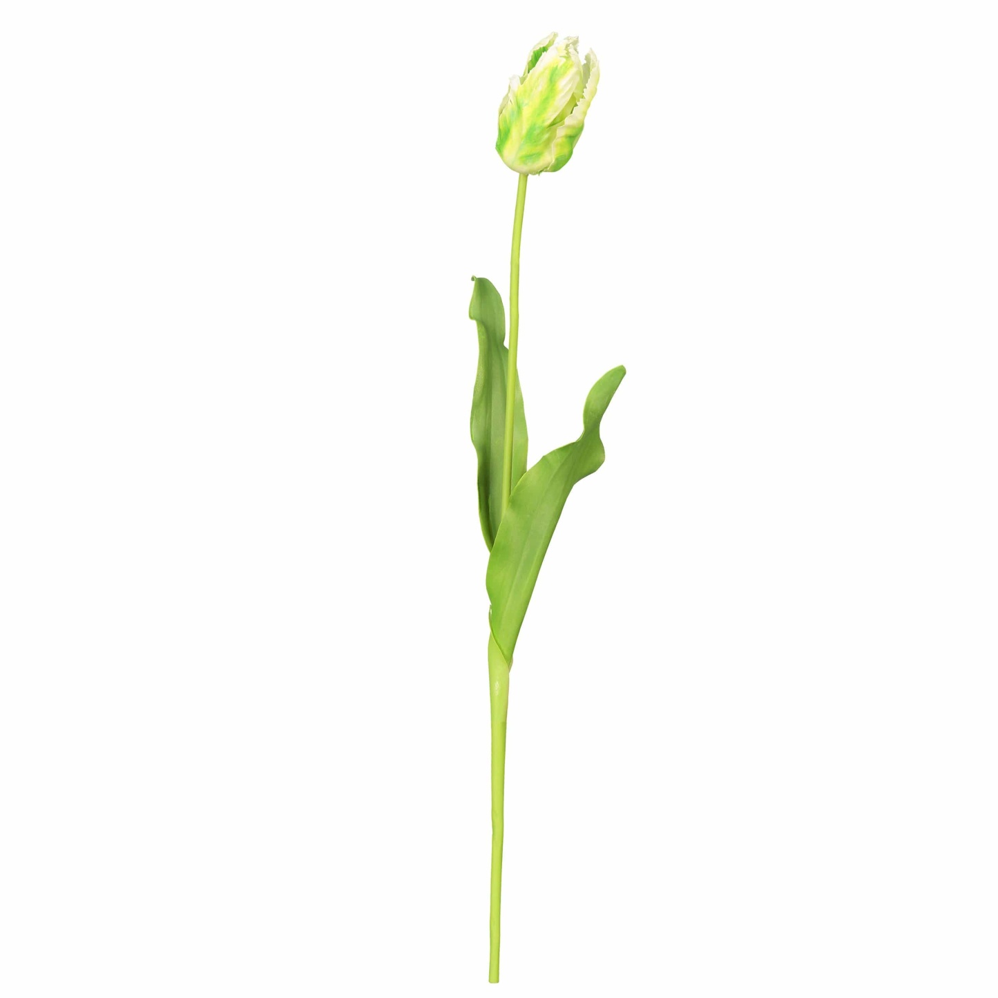 White and Green Parrot Tulip Bud 22.5"-xinru shop