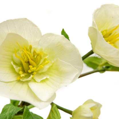 Artificial White Winter Hellebore 18"-xinru shop