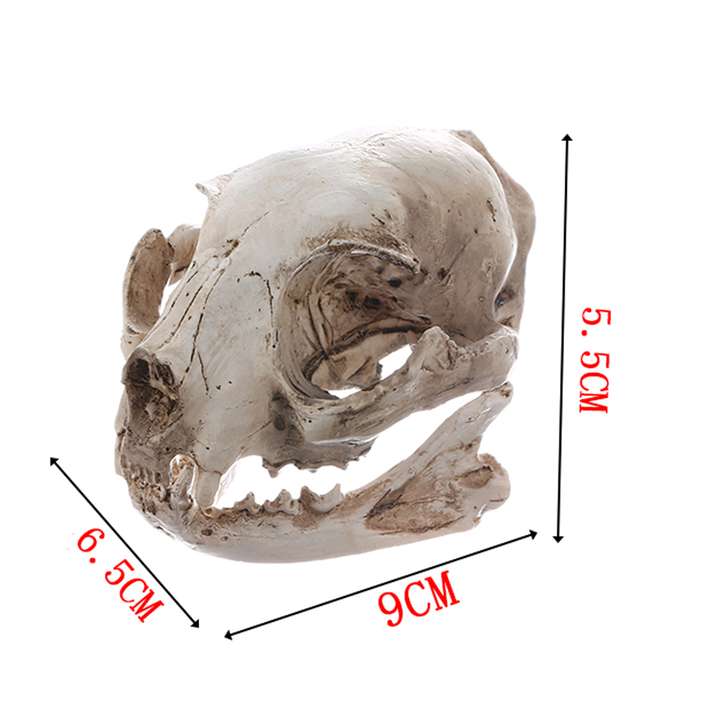 Realistic Cat Skull, Resin Skeleton Head Scale Model Decorations, 6.5 x 6.5 x 9cm
