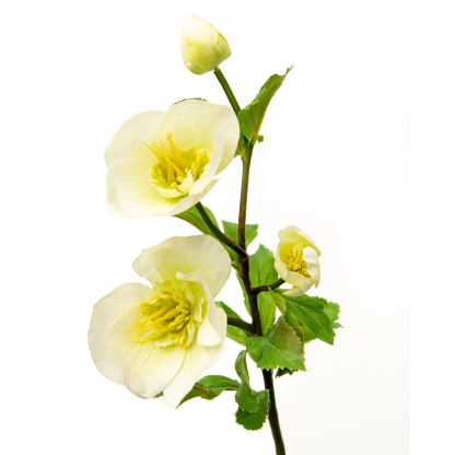 Artificial White Winter Hellebore 18"-xinru shop