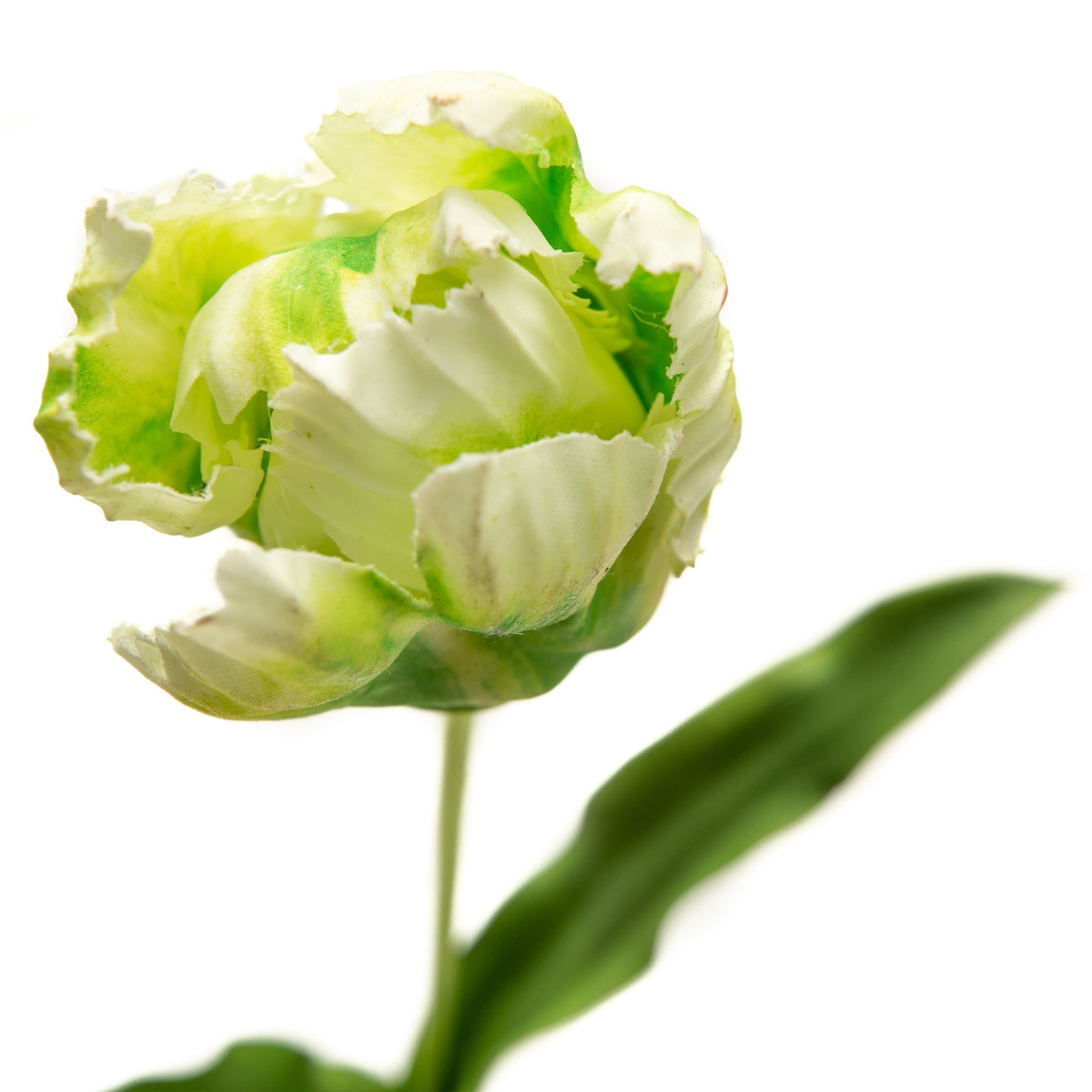White and Green Parrot Tulip Bud 22.5"-xinru shop