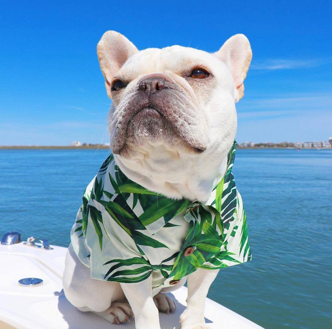 Hawaiian Shirt for Dog | Dog Summer Clothes-xinru
