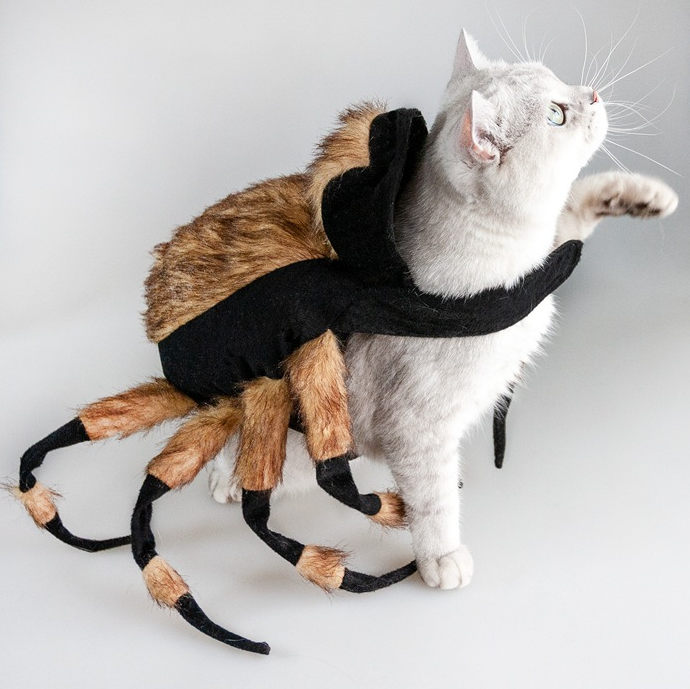 Halloween Spider Dog Costume-xinru