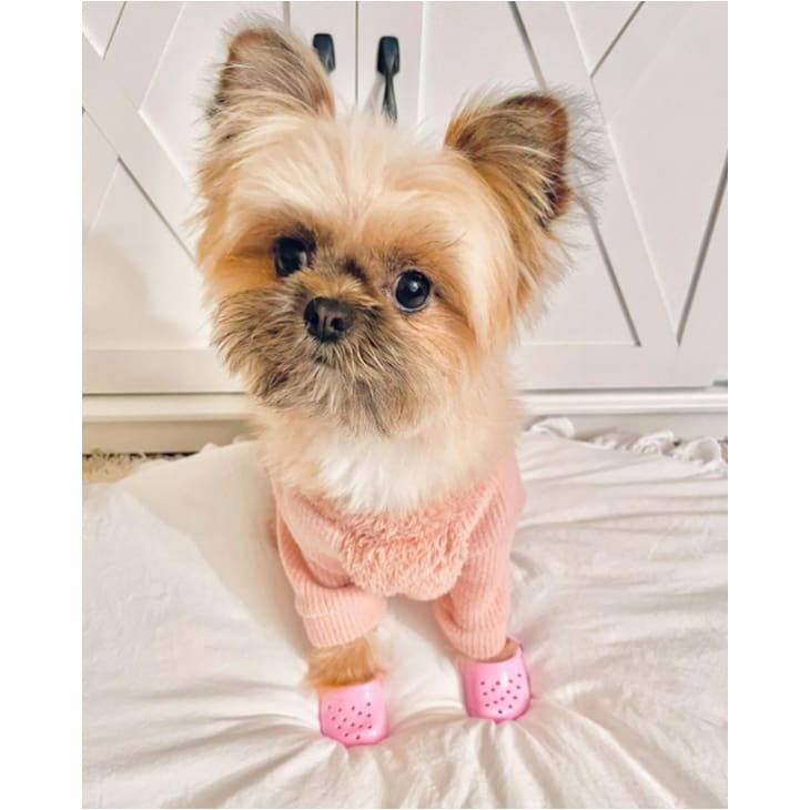 Rubber Dog Crocs-xinru shop