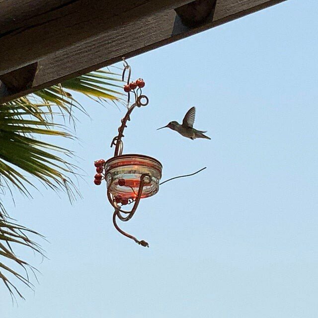 Early Spring Red Berries Hummingbird Feeder-xinru