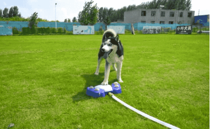 Multi-functional Automatic Dog Water Sprinkler-xinru