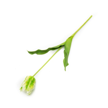 White and Green Parrot Tulip Bud 22.5"-xinru shop