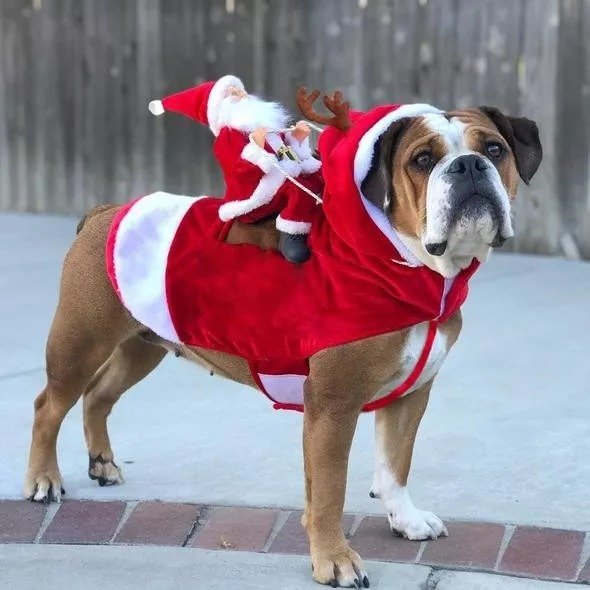 Christmas Pet Clothes-Santa Claus Riding Pet Cosplay Costumes-xinru shop