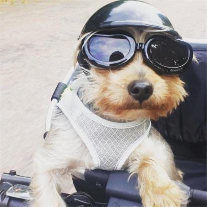 Lamuzi ™ Pet Helmet + Goggles-xinru shop
