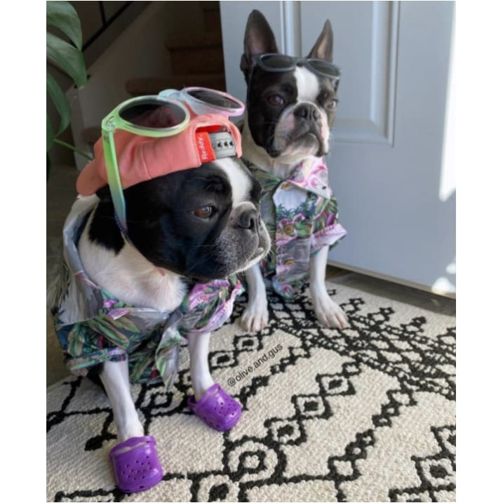 Rubber Dog Crocs-xinru shop