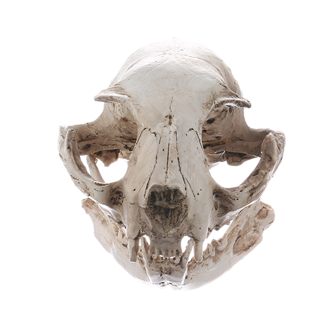 Realistic Cat Skull, Resin Skeleton Head Scale Model Decorations, 6.5 x 6.5 x 9cm