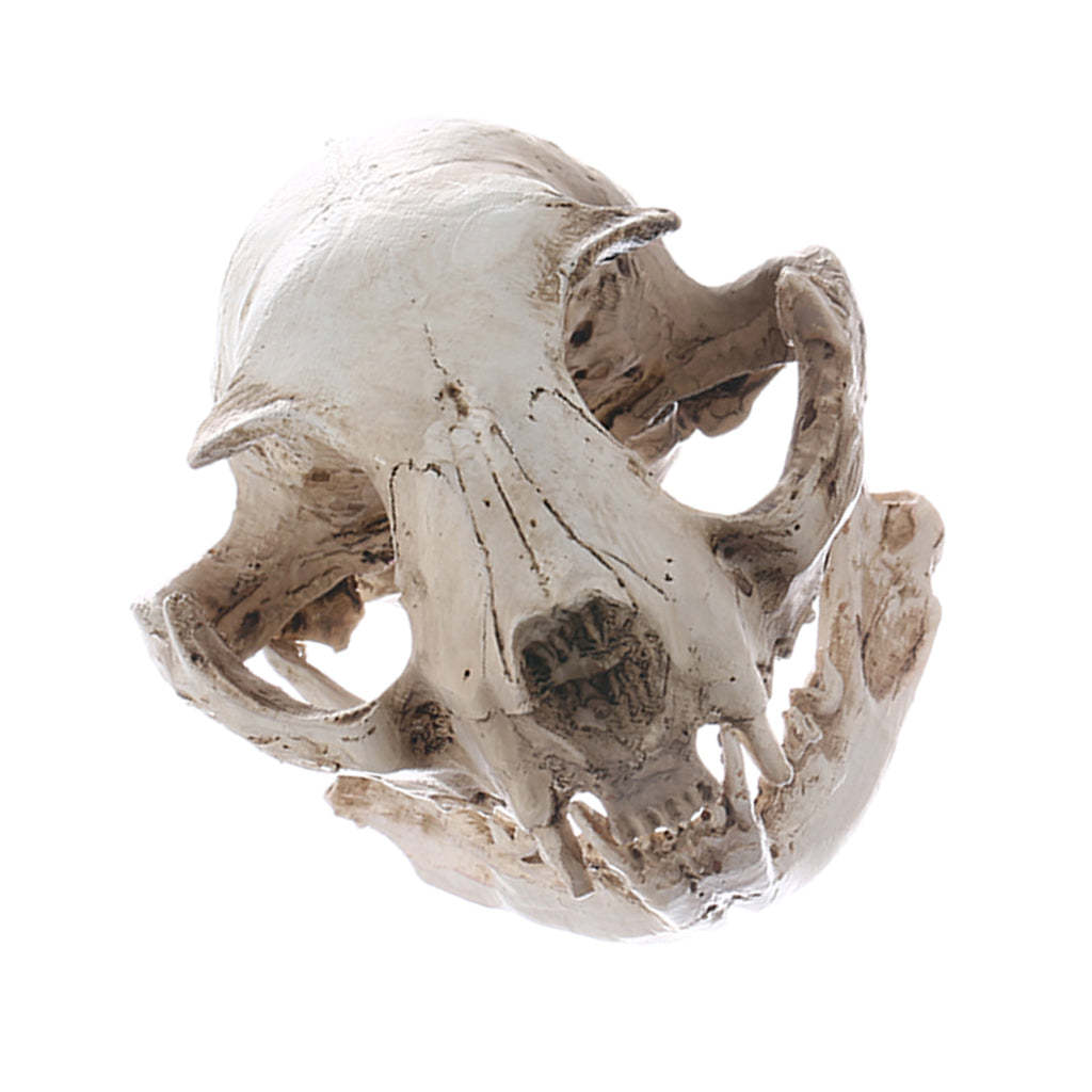 Realistic Cat Skull Resin Teaching Skeleton Model Aquarium Prop Deco-xinru