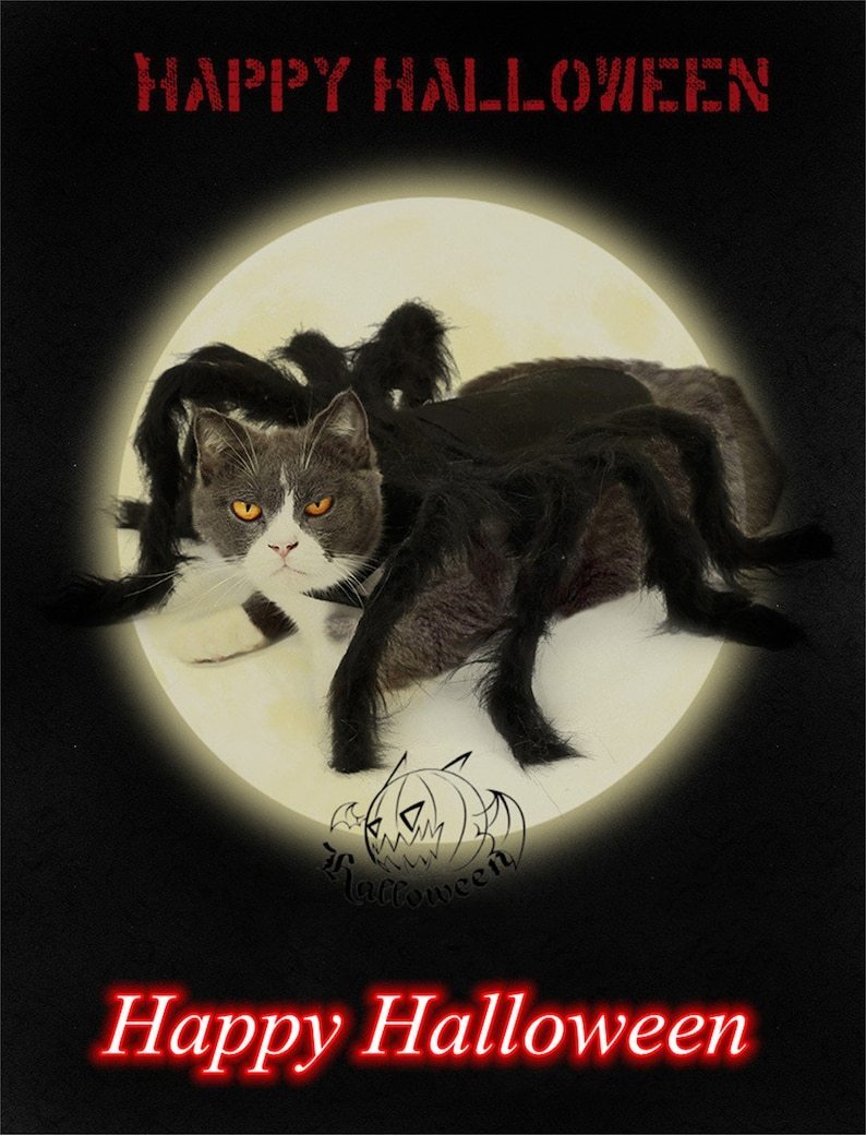 Halloween Spider Dog Costume-xinru